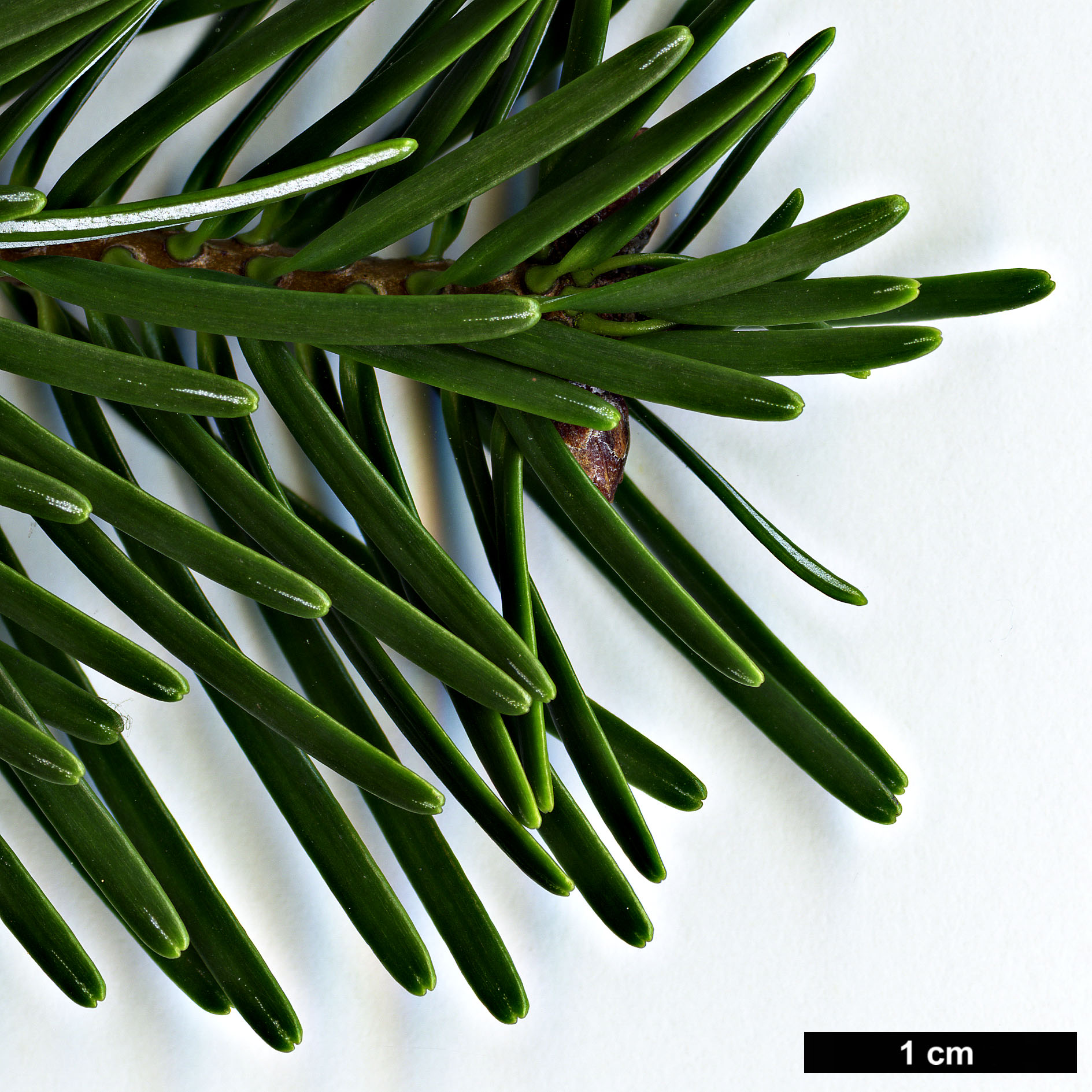 High resolution image: Family: Pinaceae - Genus: Abies - Taxon: nordmanniana - SpeciesSub: subsp. equi-trojani